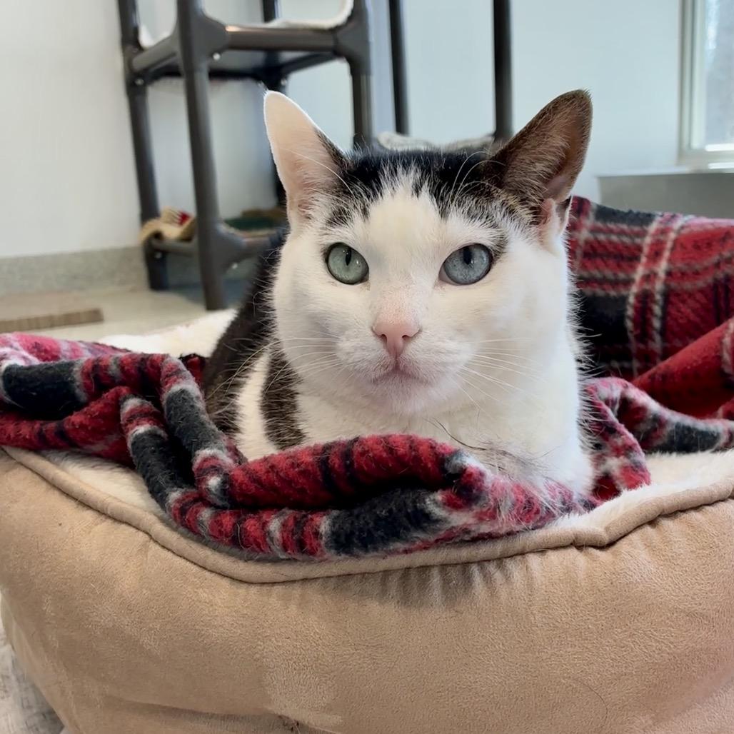 Mila, a Adoptable Domestic Short Hair in East Hampton, NY image 4/6