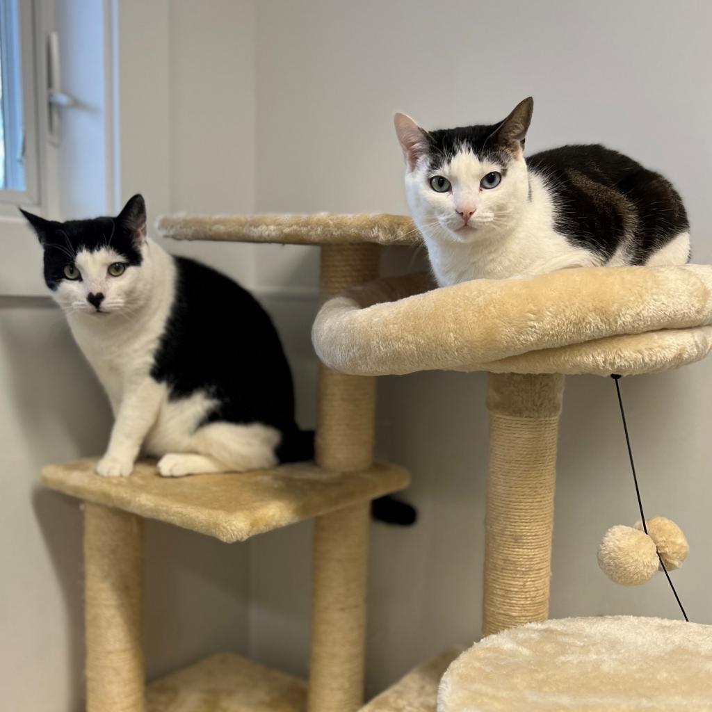 Mila, a Adoptable Domestic Short Hair in East Hampton, NY image 6/6