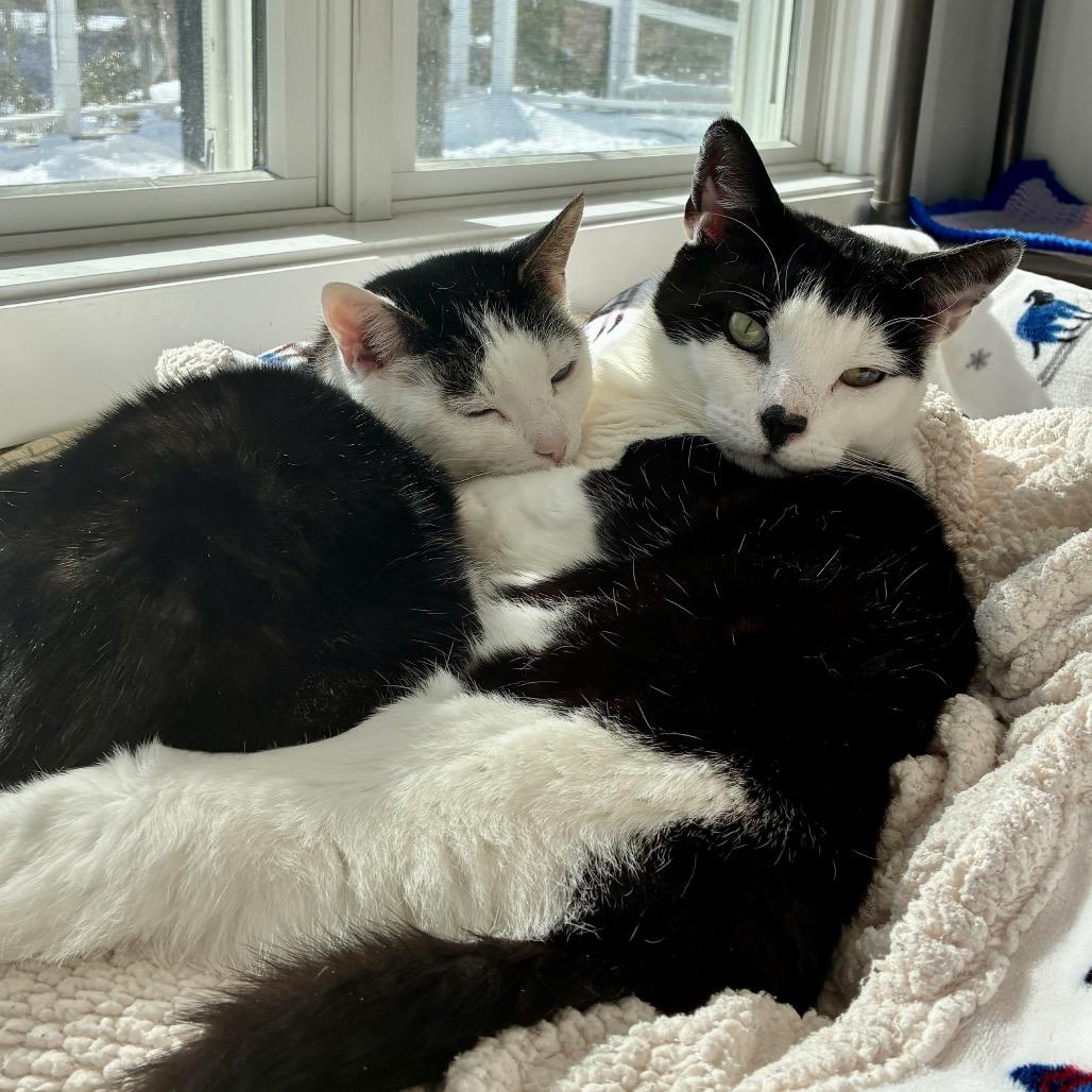 Enlarge Mila, a Adoptable Domestic Short Hair in East Hampton, NY image 6/6