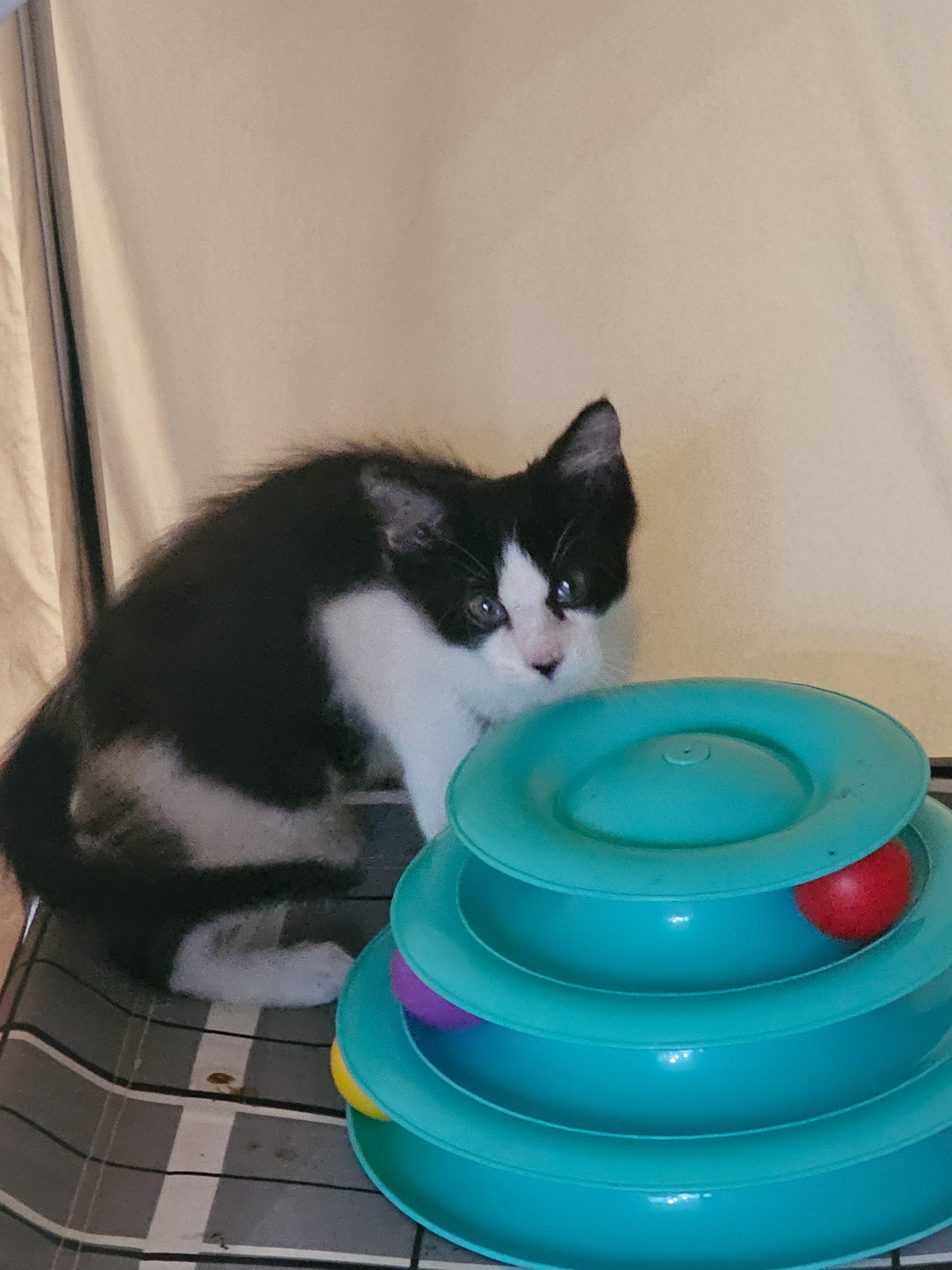 Artemis, a Adoptable Domestic Short Hair in Naples, FL image 4/6