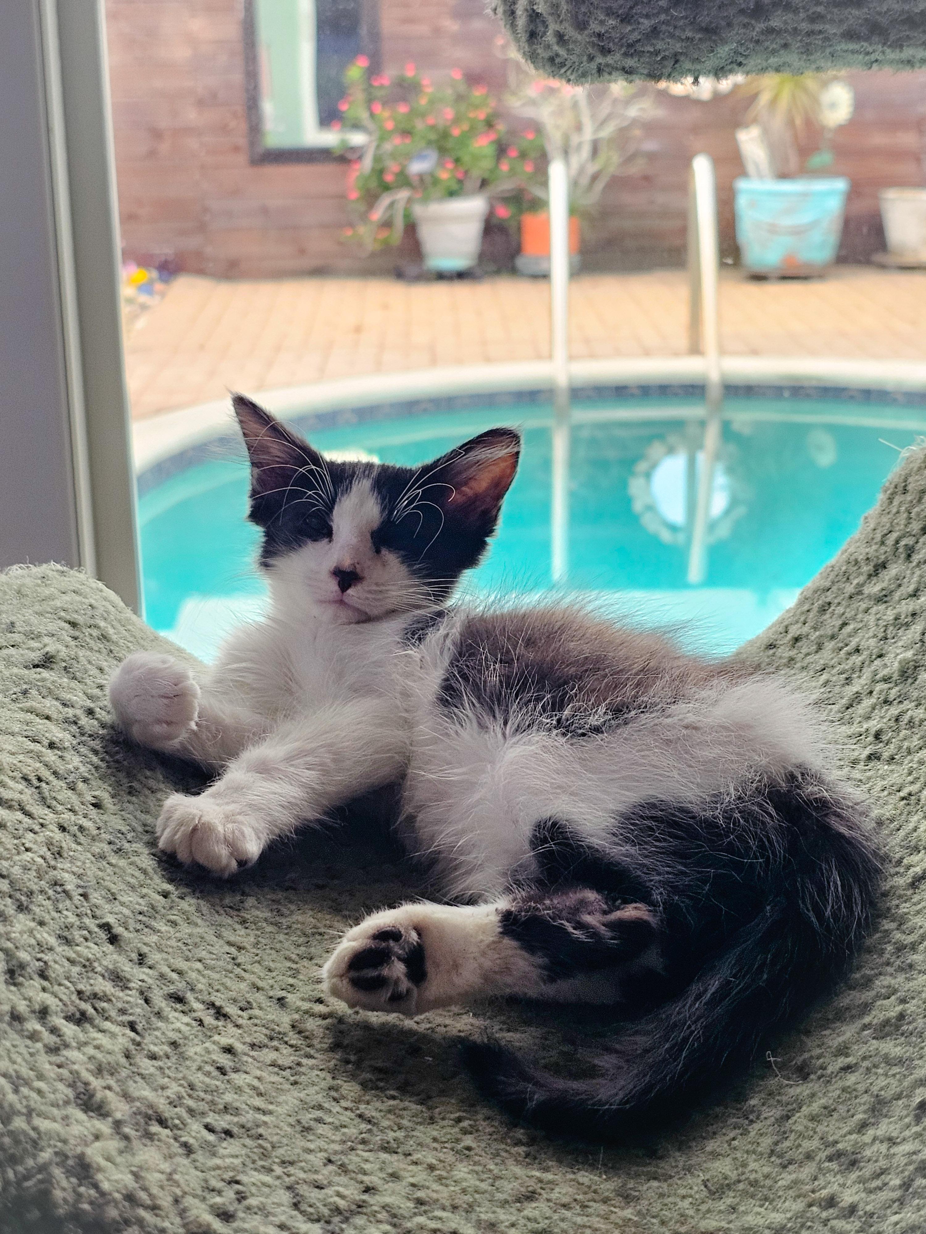 Artemis, a Adoptable Domestic Short Hair in Naples, FL image 6/6