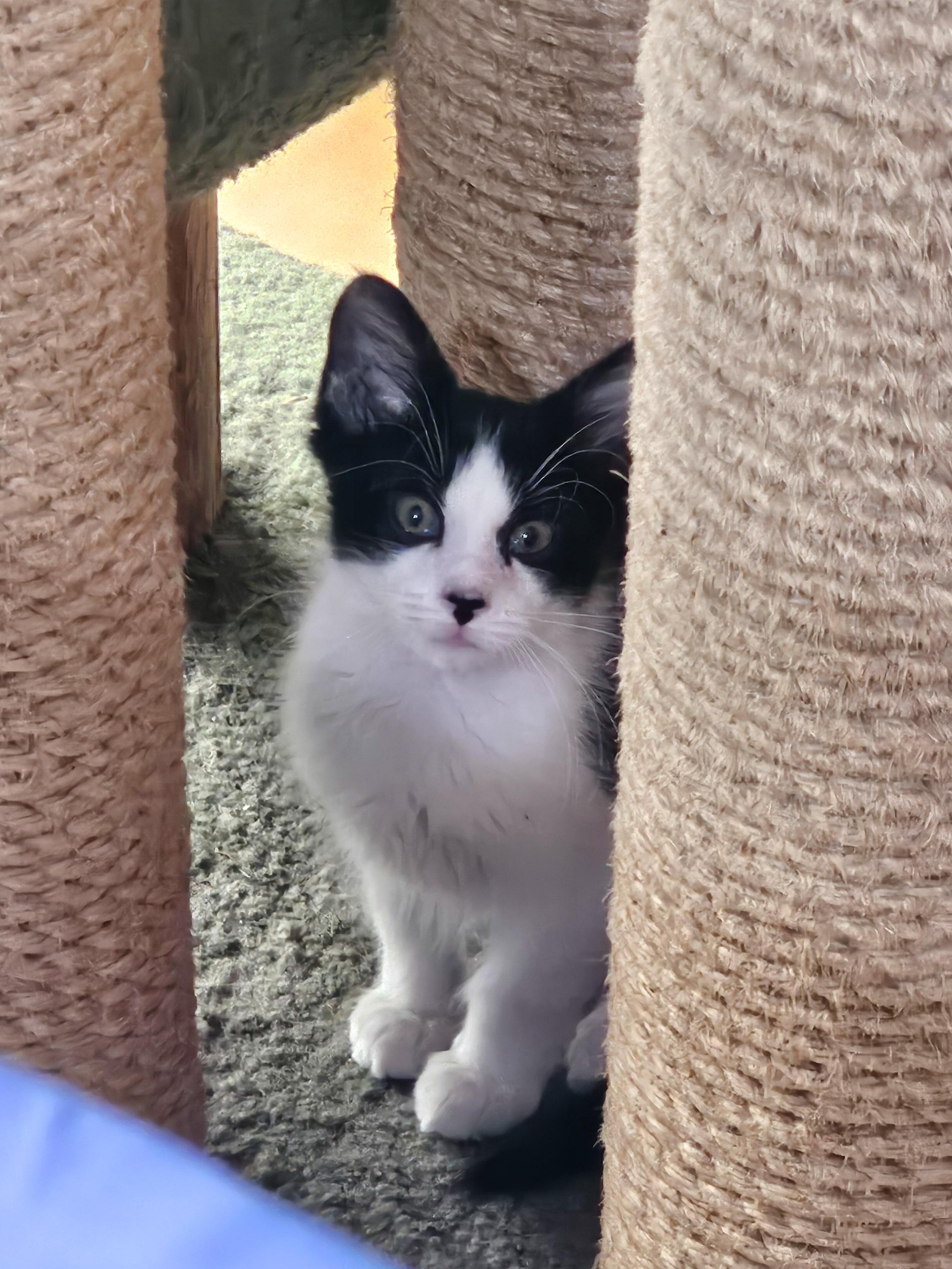 Artemis, Adoptable, Young Male Domestic Short Hair.