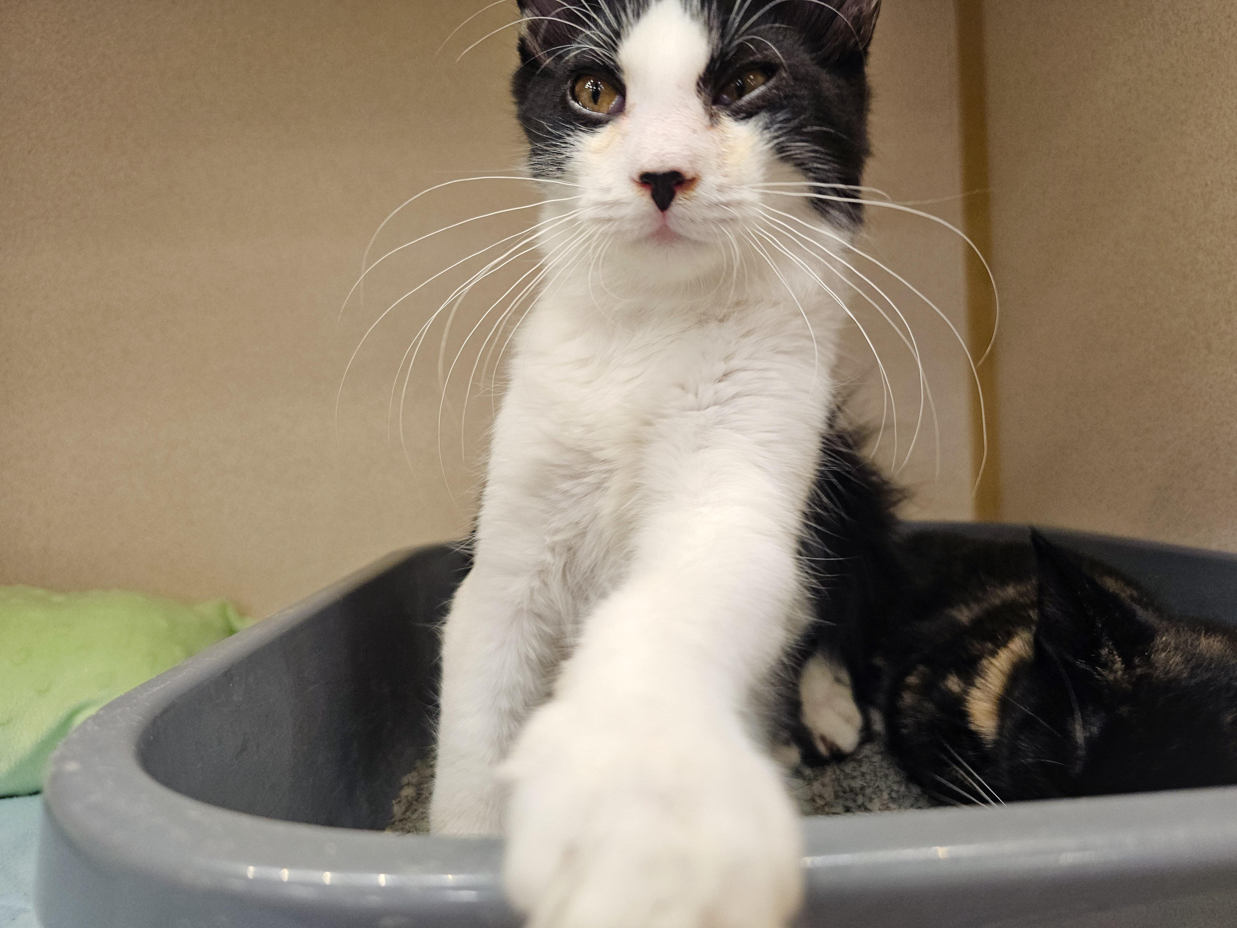 Artemis, a Adoptable Domestic Short Hair in Naples, FL image 6/6