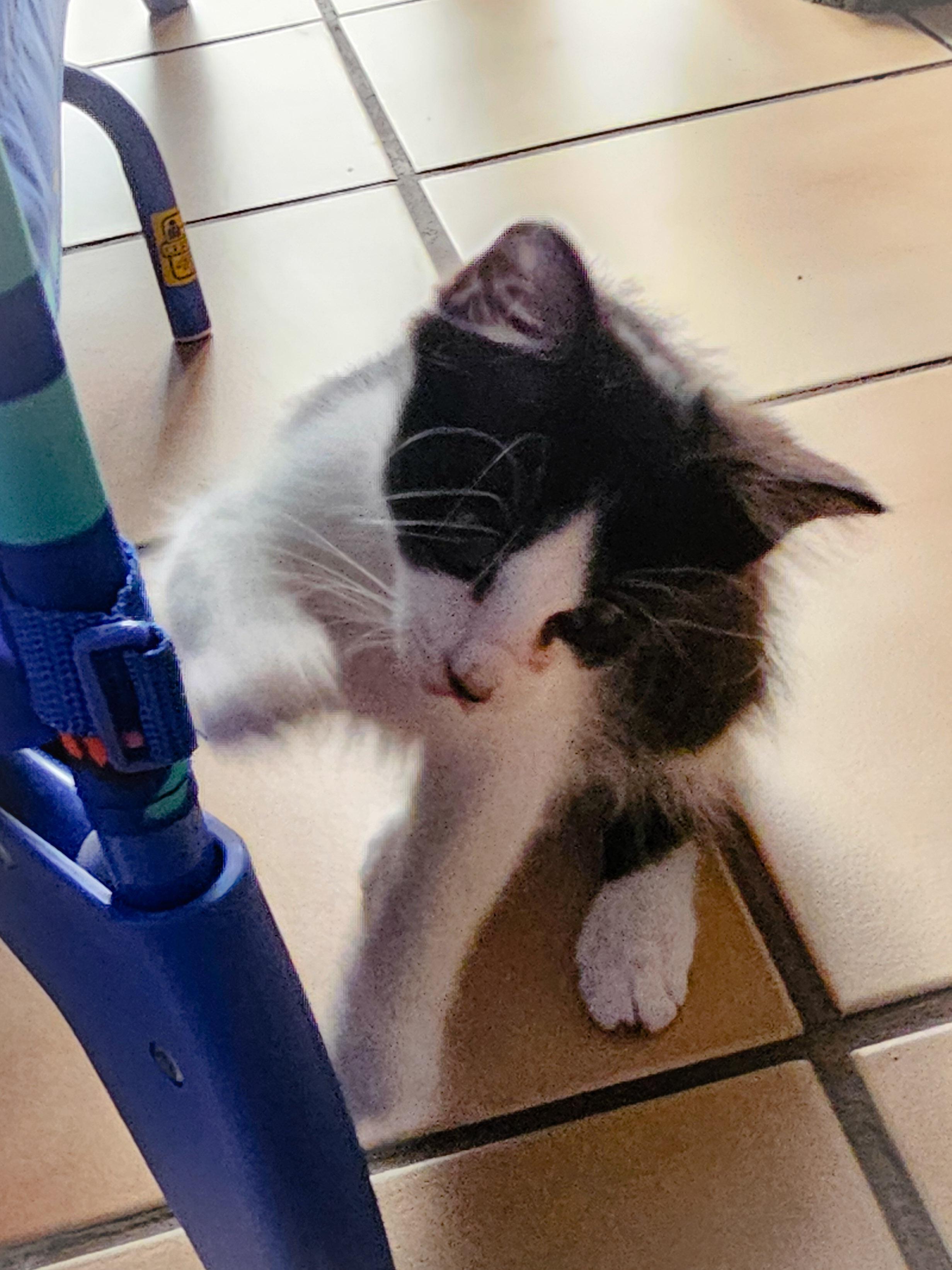 Artemis, a Adoptable Domestic Short Hair in Naples, FL image 5/6