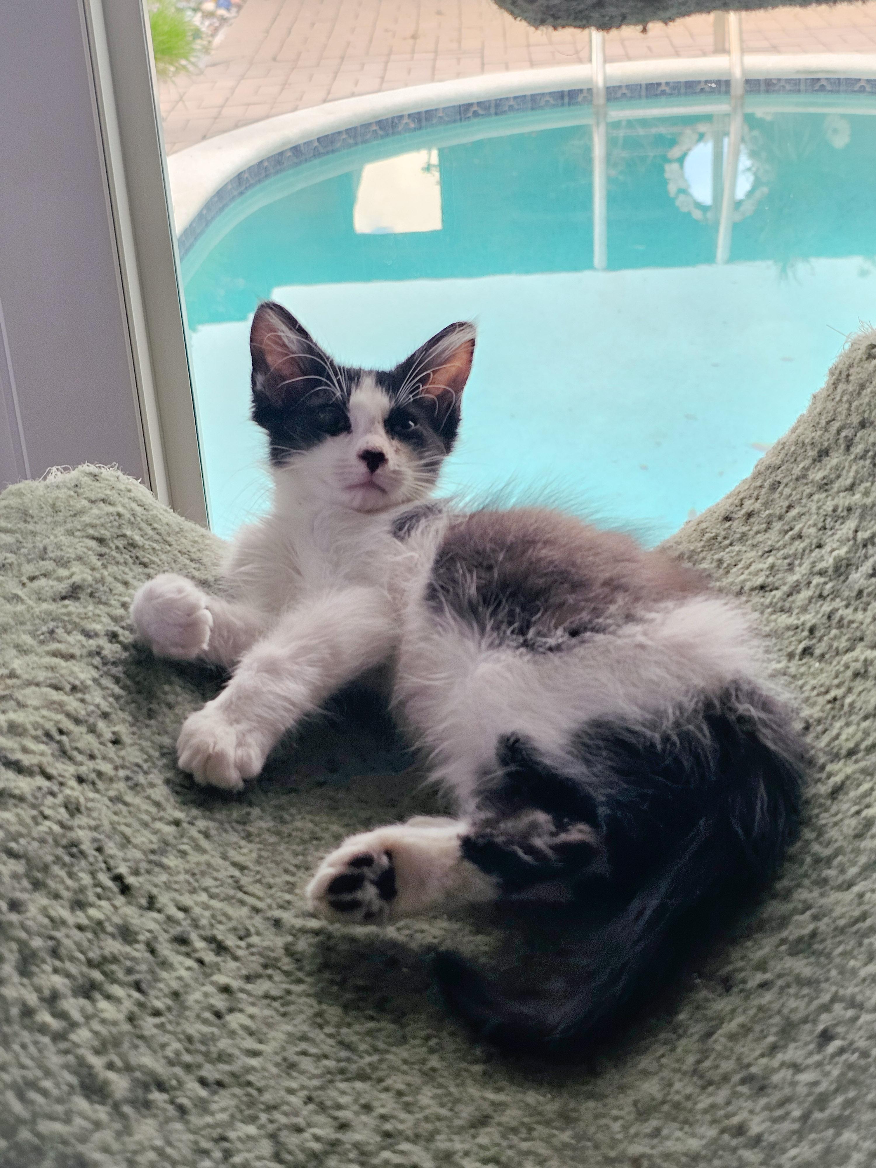 Artemis, a Adoptable Domestic Short Hair in Naples, FL image 2/6