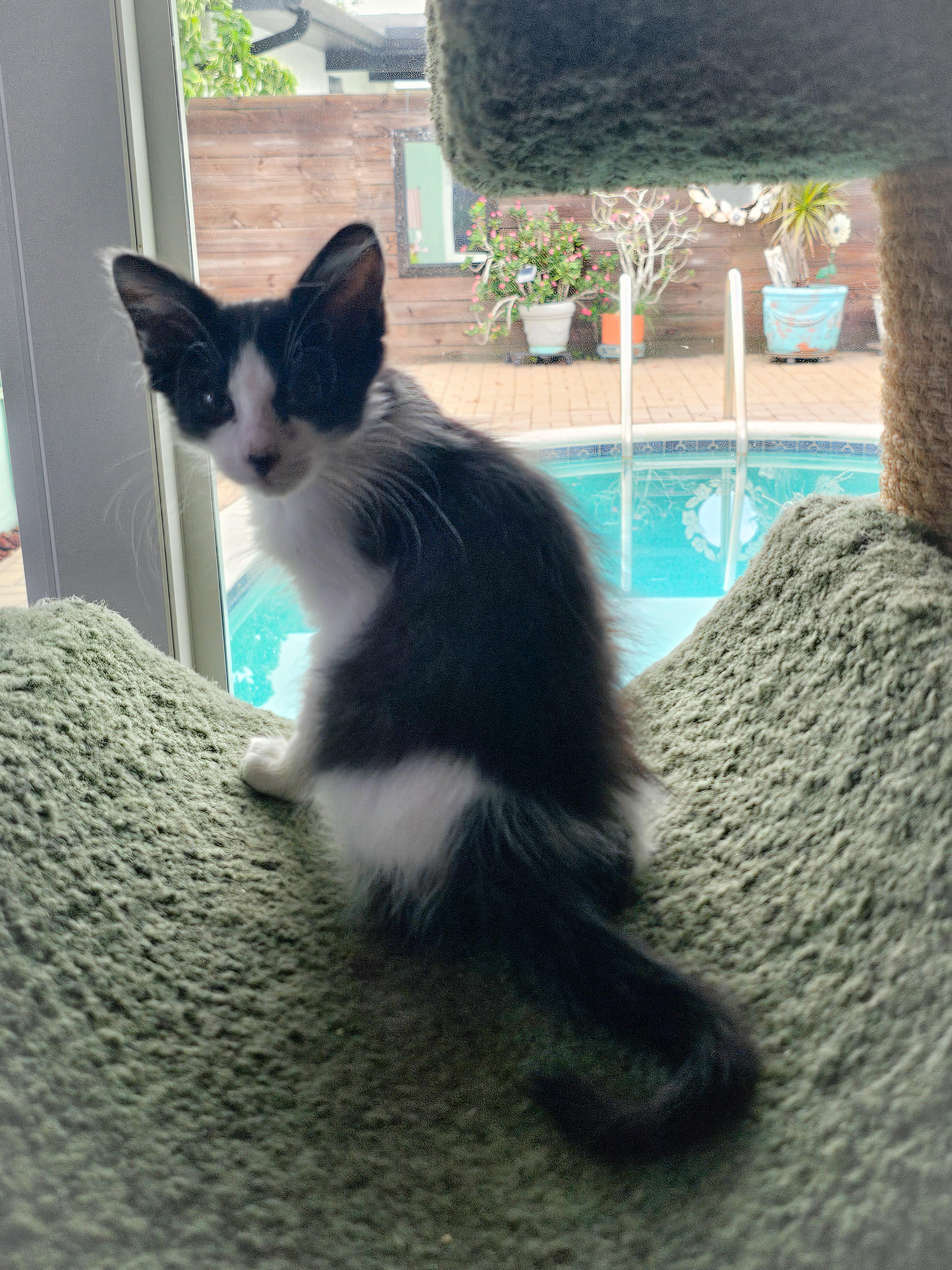 Artemis, a Adoptable Domestic Short Hair in Naples, FL image 3/6