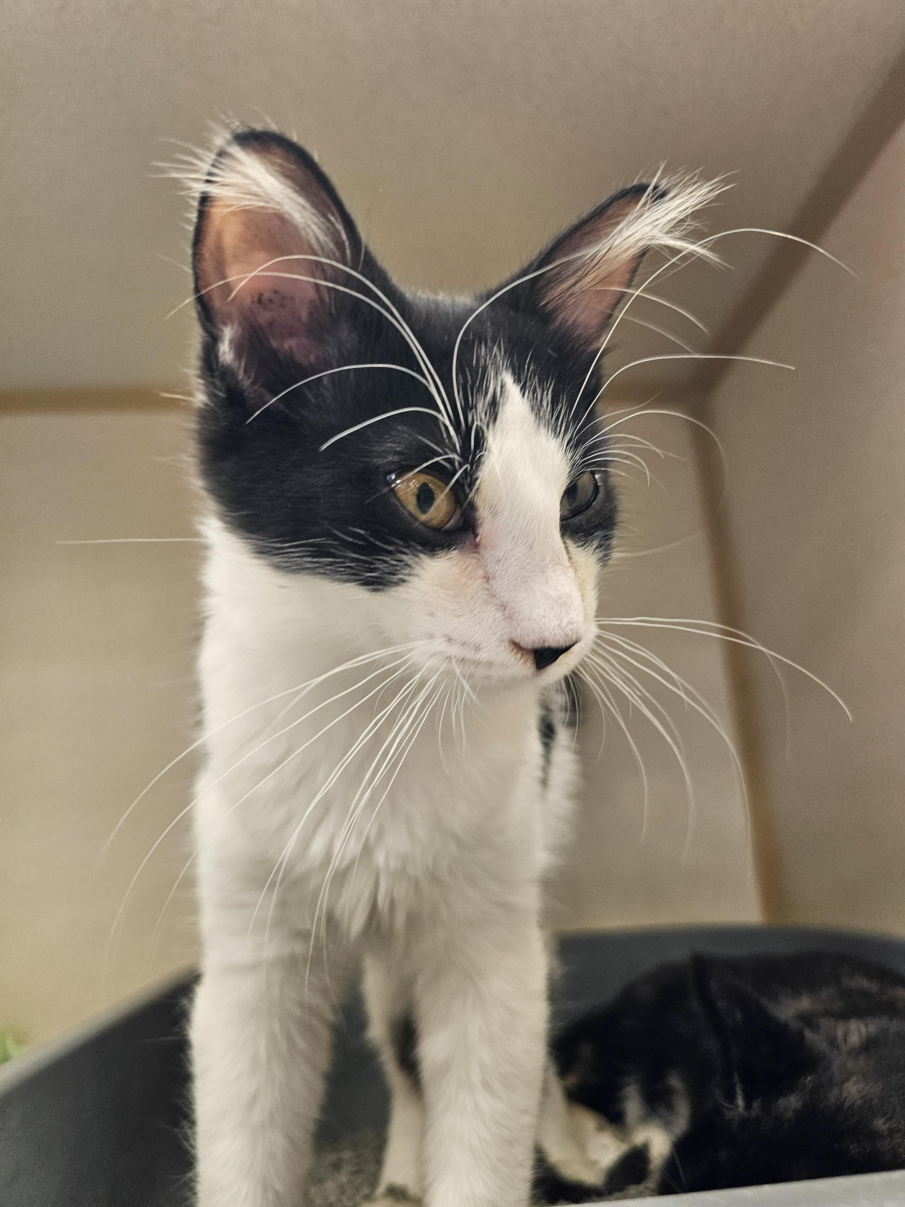 Artemis, Adoptable, Young Male Domestic Short Hair.