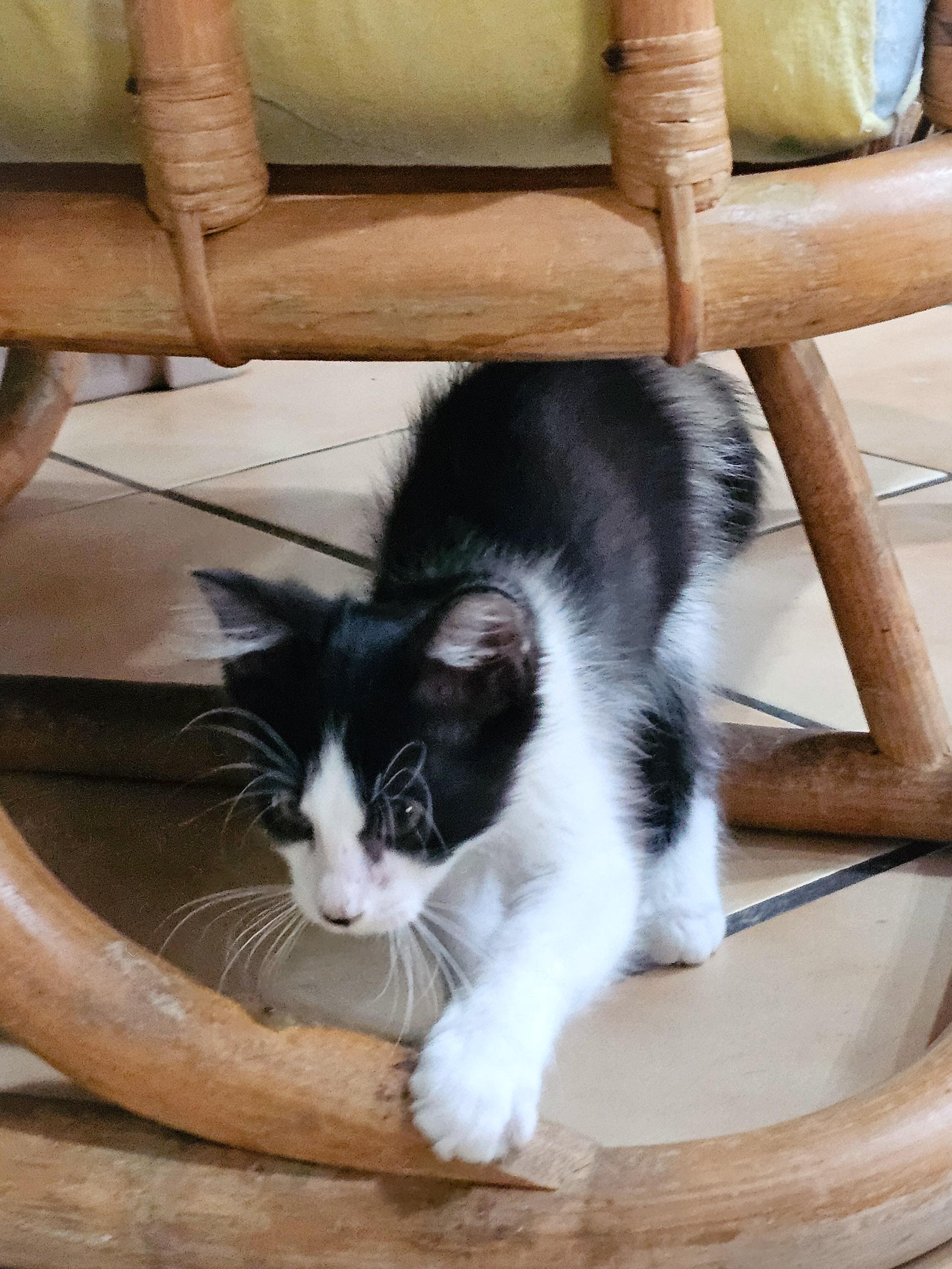 Artemis, a Adoptable Domestic Short Hair in Naples, FL image 5/6