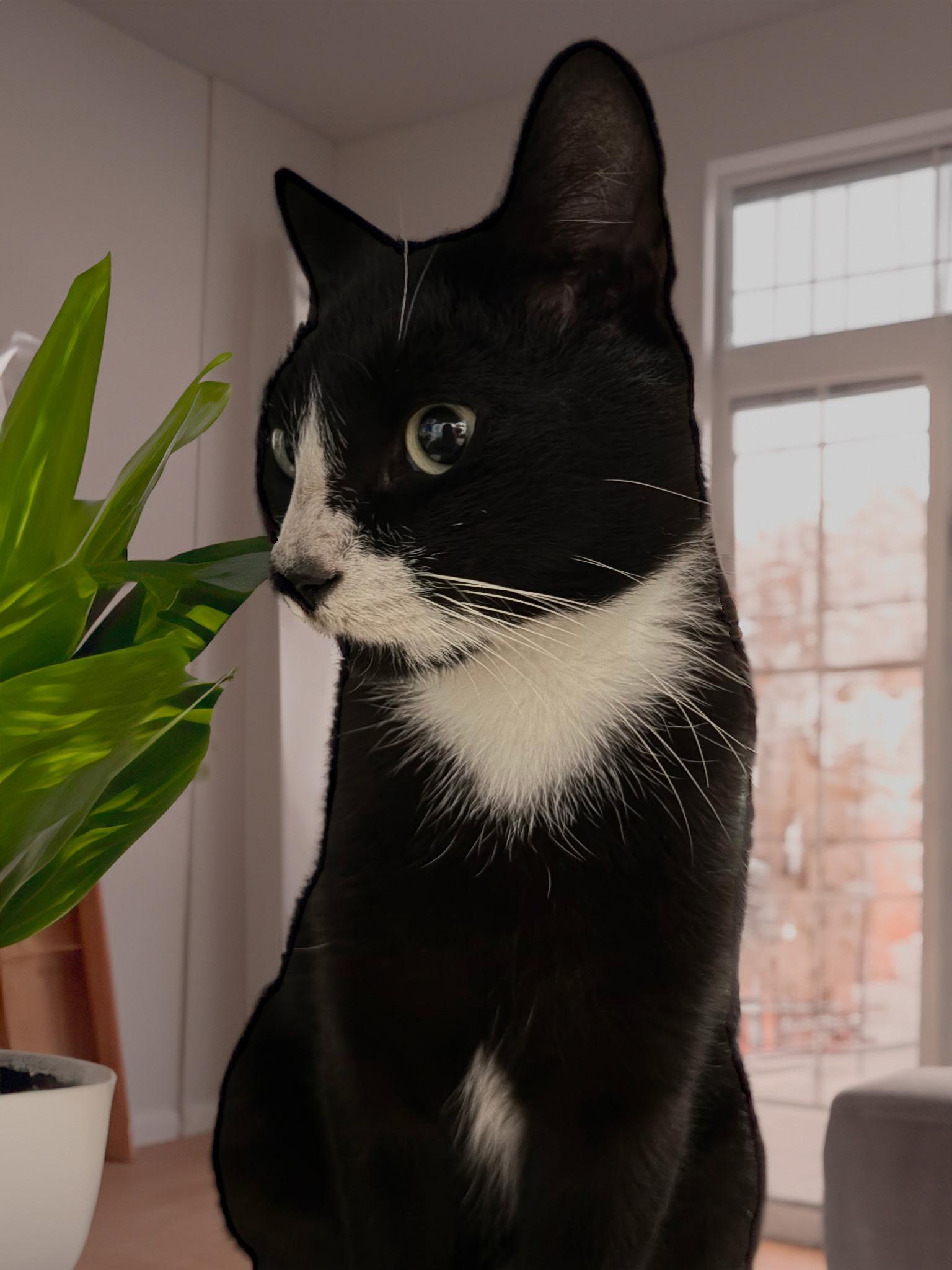 Onyx, Adoptable, Adult Male Tuxedo & Domestic Short Hair.