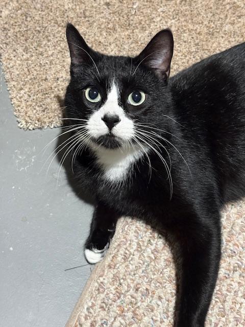 Enlarge Onyx, a Adoptable mixed breed in Cedars, PA image 5/6