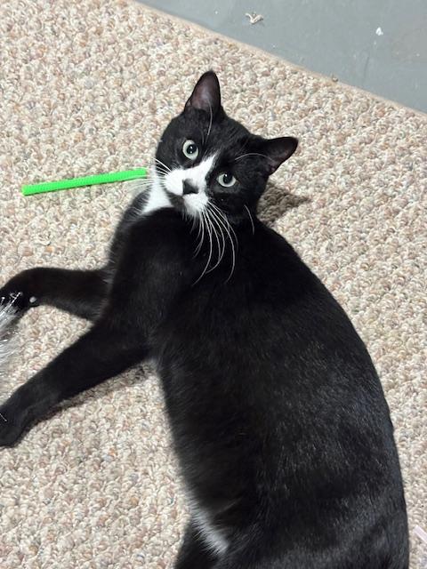 Enlarge Onyx, a Adoptable mixed breed in Cedars, PA image 6/6