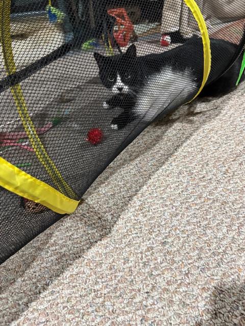 Enlarge Onyx, a Adoptable mixed breed in Cedars, PA image 4/6