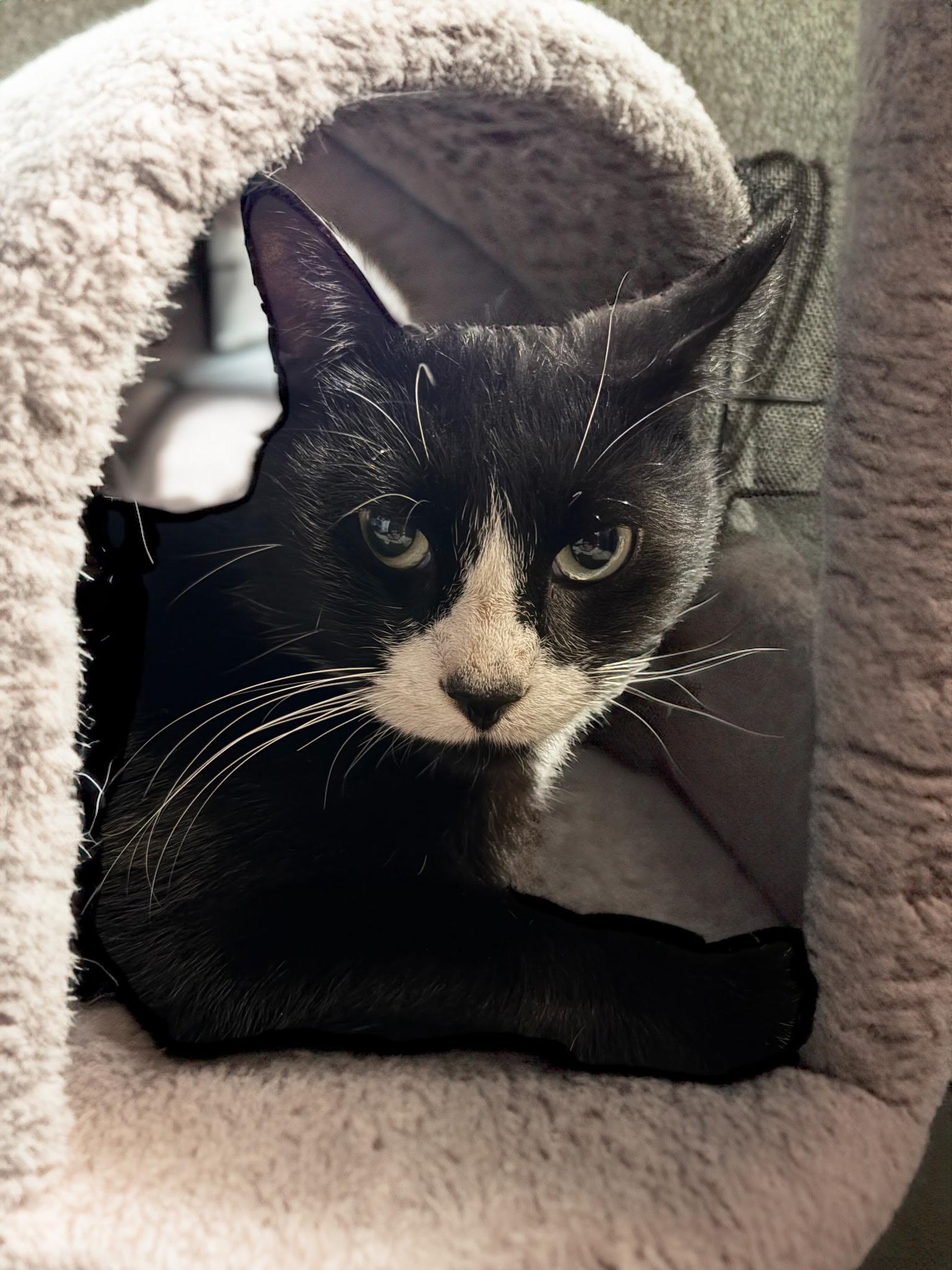 Onyx, a Adoptable mixed breed in Cedars, PA image 4/4