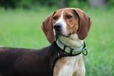 Leroy, Adoptable, Young Male Mixed Breed.