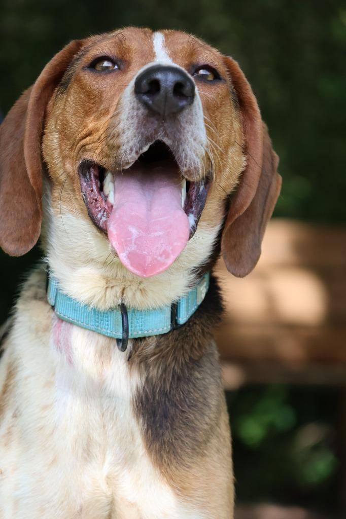 Leroy, a Adoptable mixed breed in Columbia, TN image 2/5