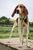Leroy, a Adoptable mixed breed in Columbia, TN image 3/5