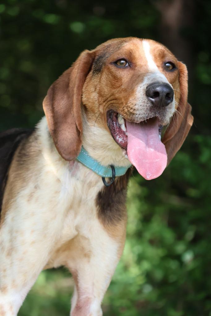 Leroy, a Adoptable mixed breed in Columbia, TN image 4/5