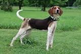Leroy, a Adoptable mixed breed in Columbia, TN image 5/5