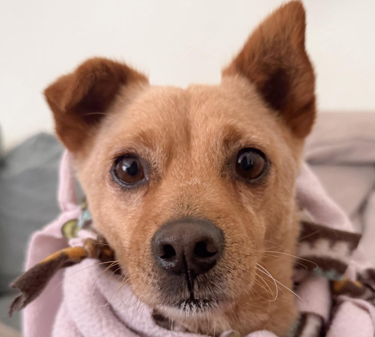 Enlarge Waffles, a ADOPTABLE mixed breed in San Ramon, CA image 1/1