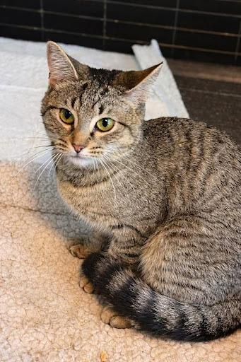 Viola, Adoptable, Young Female Domestic Short Hair.