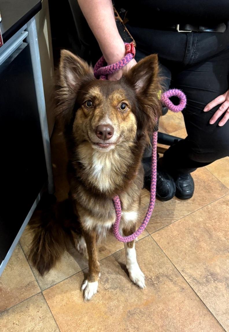 132, ADOPTABLE, Adult Female Australian Shepherd.