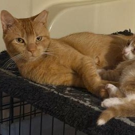 Enlarge Amber, a Adoptable mixed breed in Bethlehem, PA image 1/5