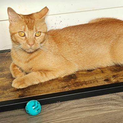 Enlarge Amber, a Adoptable mixed breed in Bethlehem, PA image 2/5