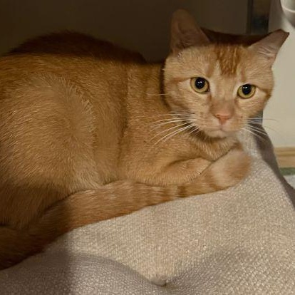 Enlarge Amber, a Adoptable mixed breed in Bethlehem, PA image 3/5