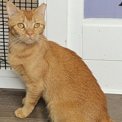 Enlarge Amber, a Adoptable mixed breed in Bethlehem, PA image 4/5