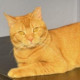 Enlarge Amber, a Adoptable mixed breed in Bethlehem, PA image 1/5