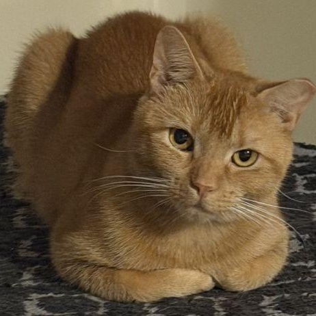 Enlarge Amber, a Adoptable mixed breed in Bethlehem, PA image 5/5