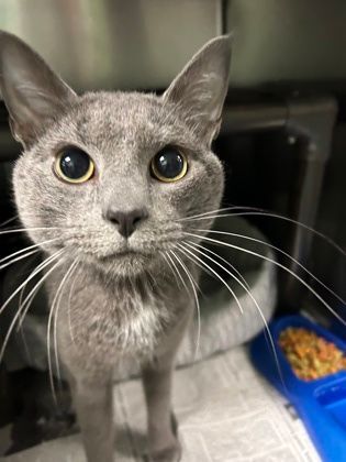 Enlarge Rick, an adoptable mixed breed in North Myrtle Beach, SC image 5/6