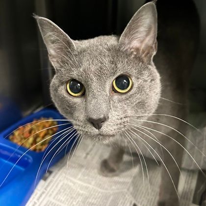 Enlarge Rick, an adoptable mixed breed in North Myrtle Beach, SC image 6/6