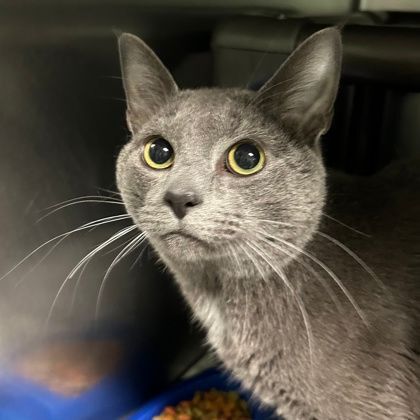 Rick, adoptable, Adult Male Domestic Short Hair.