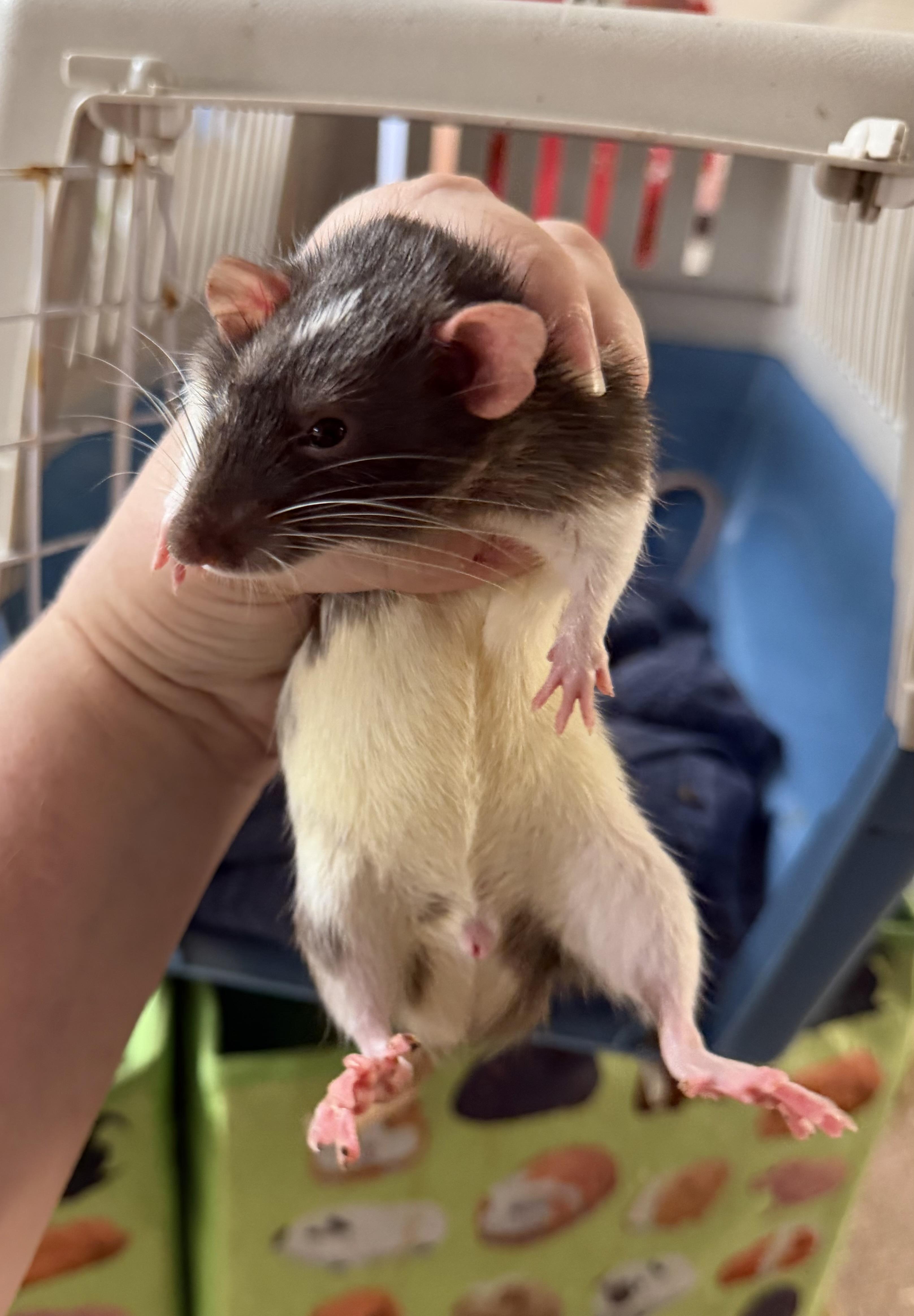 Enlarge Five rattie boys pending, a Adopted Rat in Edinburg, PA image 4/6