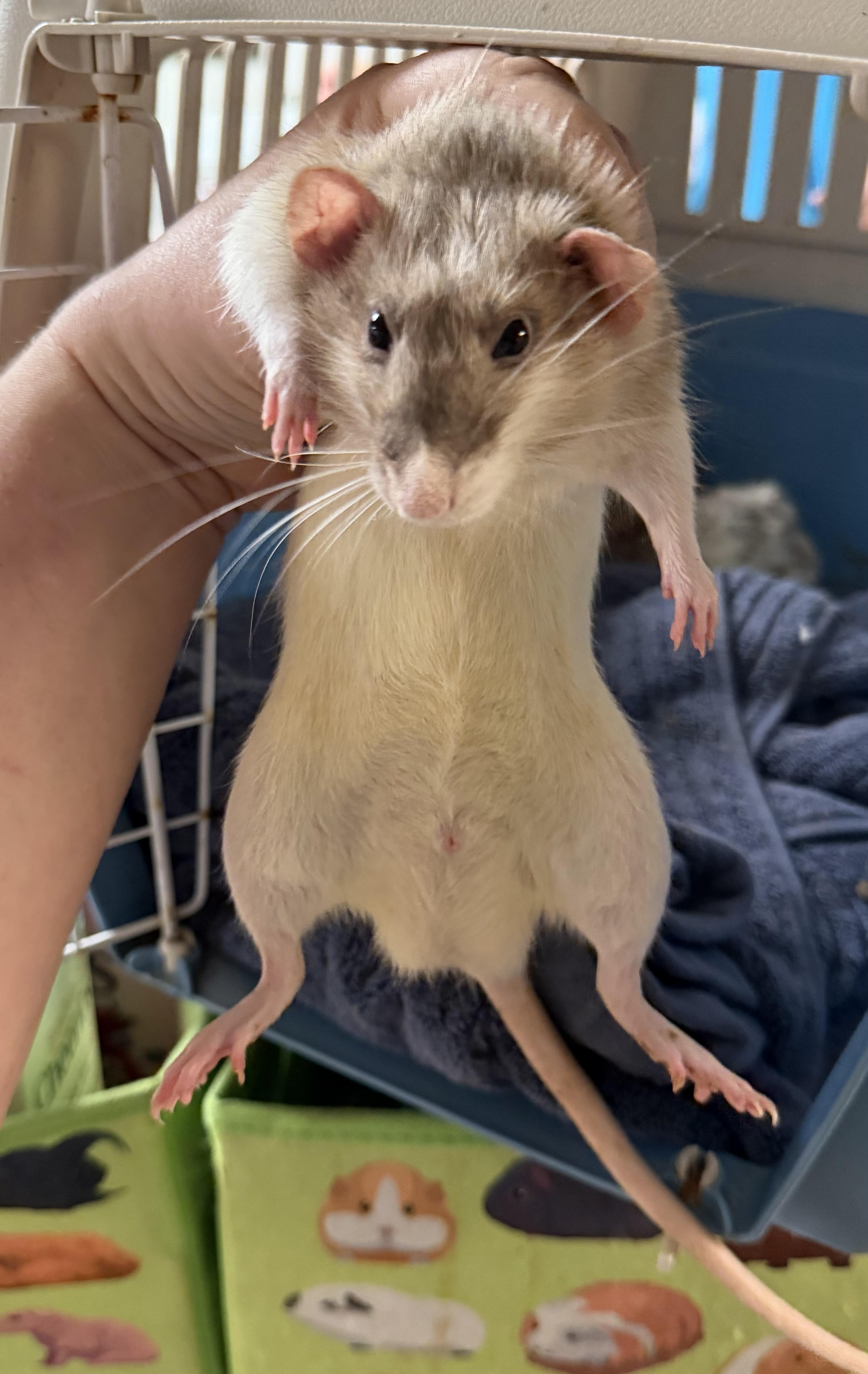 Enlarge Five rattie boys pending, a Adopted Rat in Edinburg, PA image 2/6