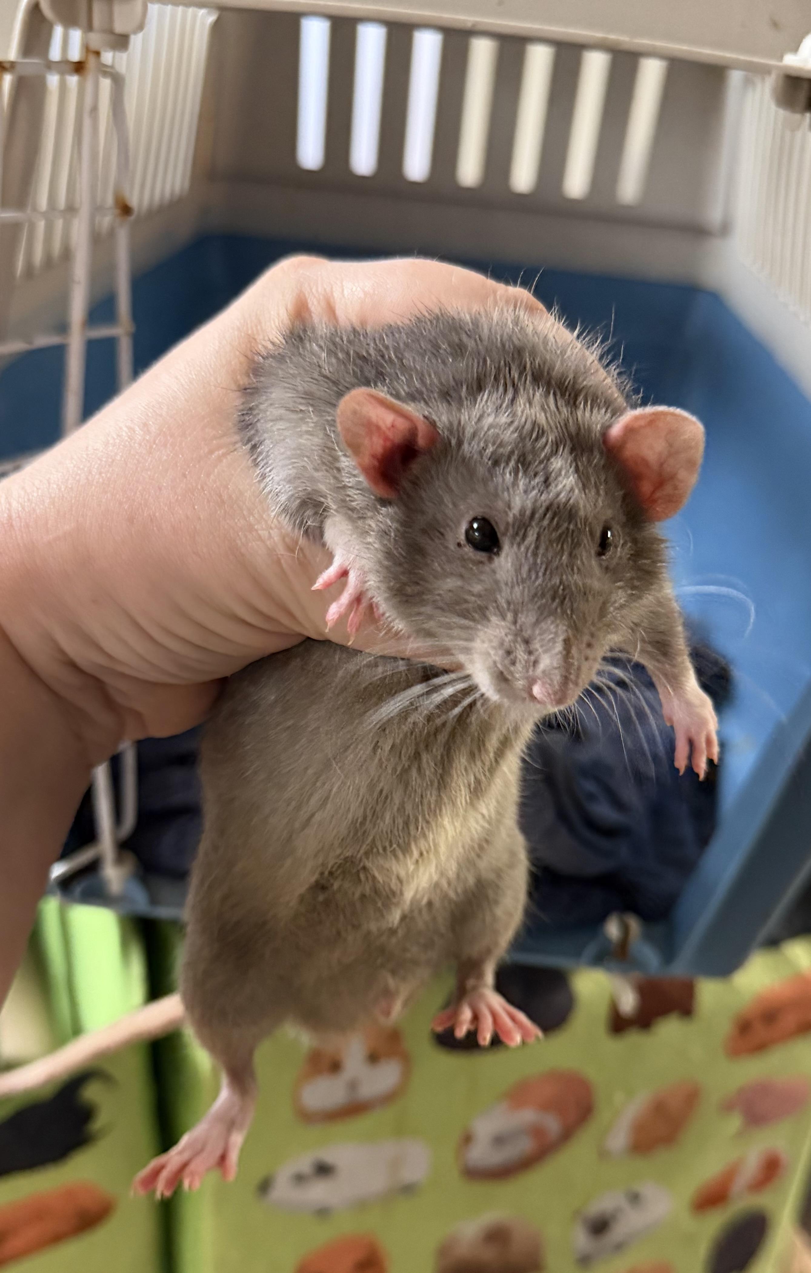 Enlarge Five rattie boys pending, a Adopted Rat in Edinburg, PA image 5/6