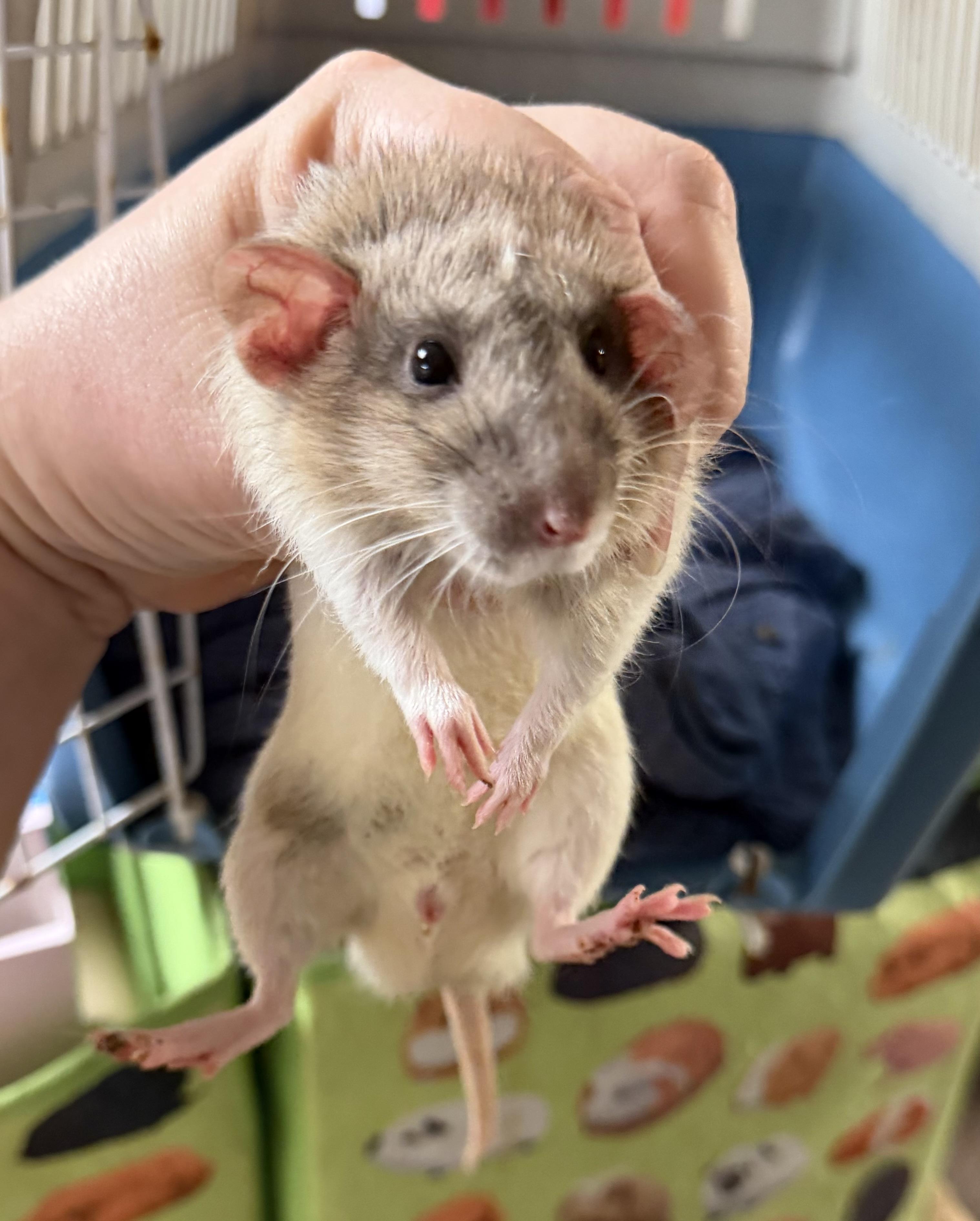 Enlarge Five rattie boys pending, a Adopted Rat in Edinburg, PA image 3/6