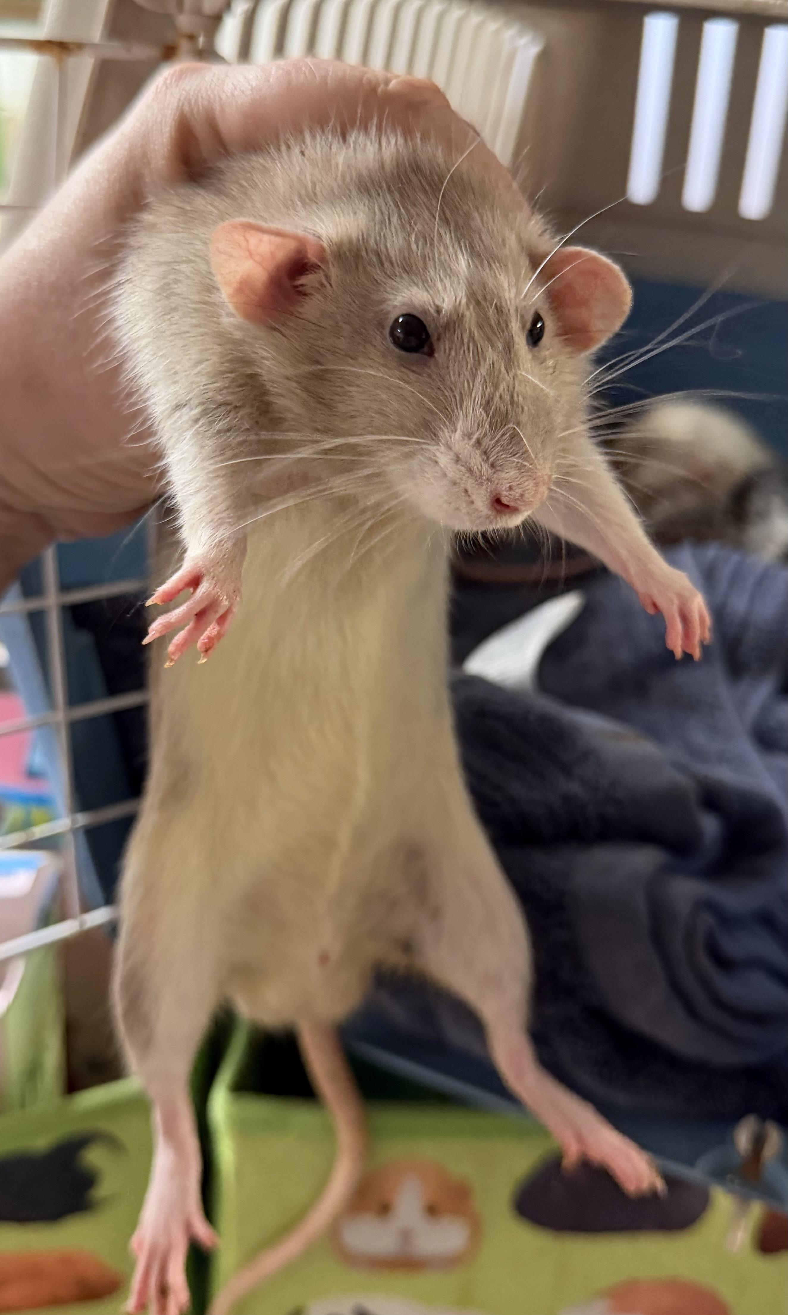 Five rattie boys pending, Adopted, Young Male Rat.
