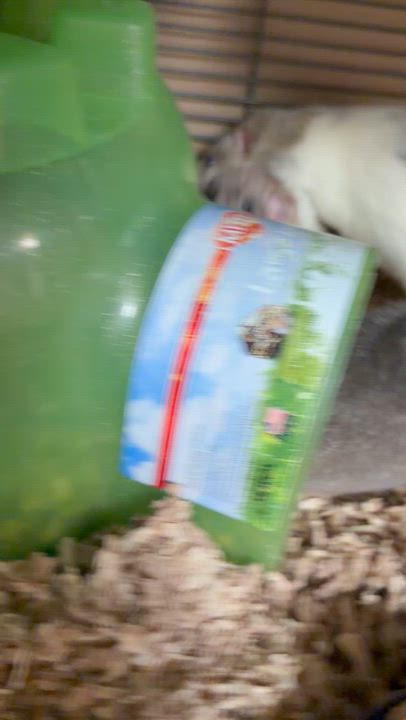 Enlarge Five rattie boys pending, a Adopted Rat in Edinburg, PA video 6/6
