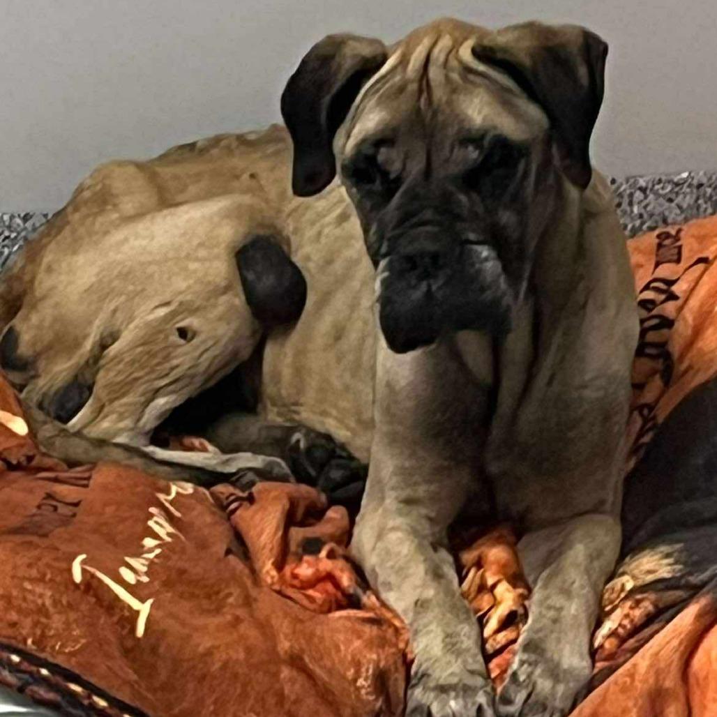 Enlarge Mildred, a Adoptable Mastiff in Wichita, KS image 1/4