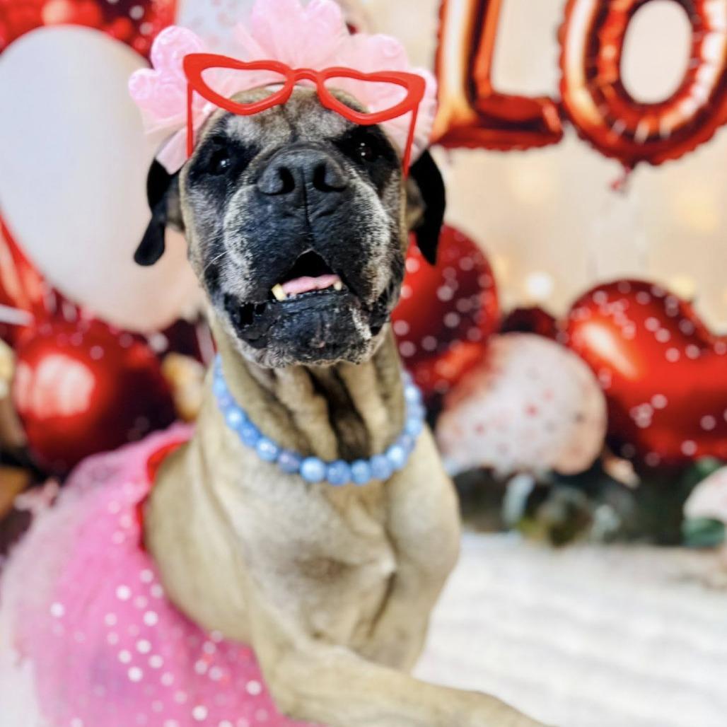 Enlarge Mildred, a Adoptable Mastiff in Wichita, KS image 2/4