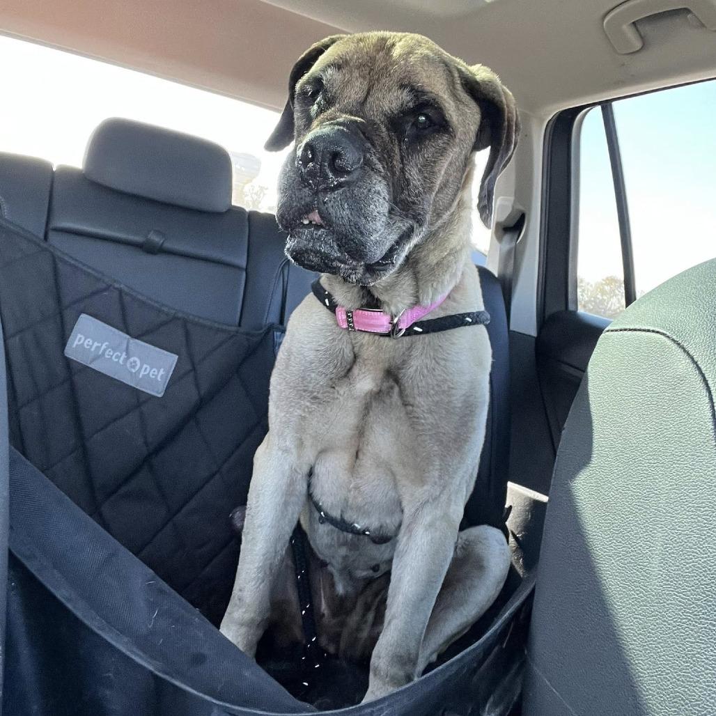 Enlarge Mildred, a Adoptable Mastiff in Wichita, KS image 2/4