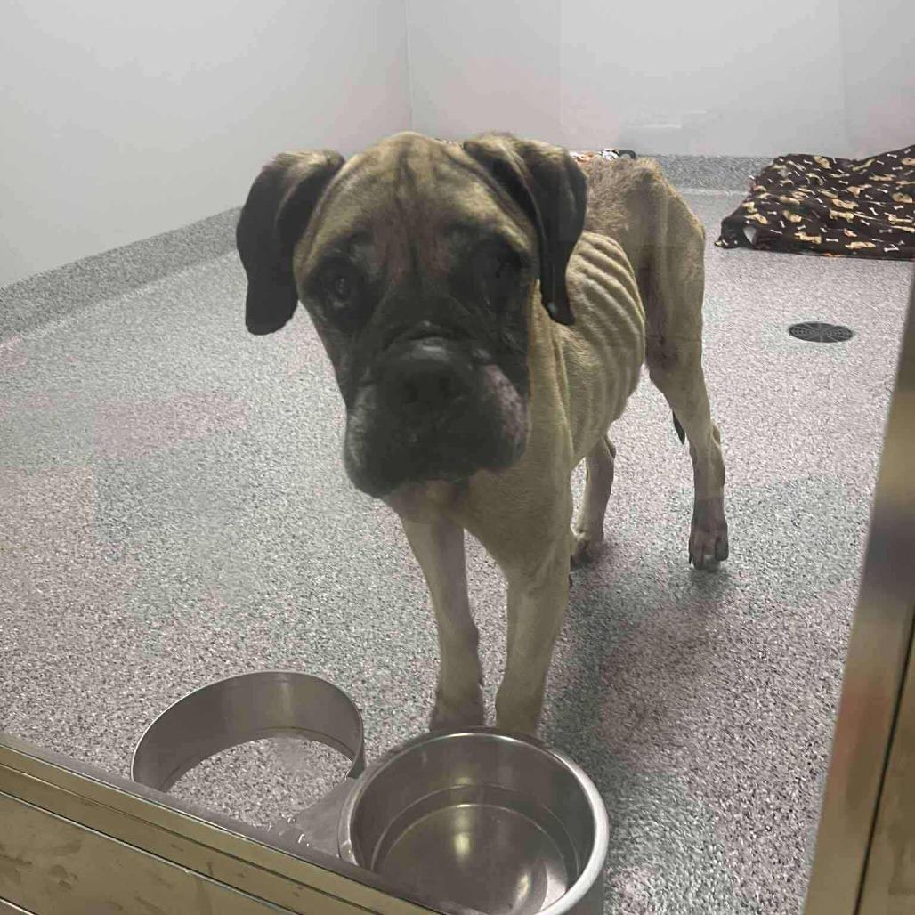 Enlarge Mildred, a Adoptable Mastiff in Wichita, KS image 3/4