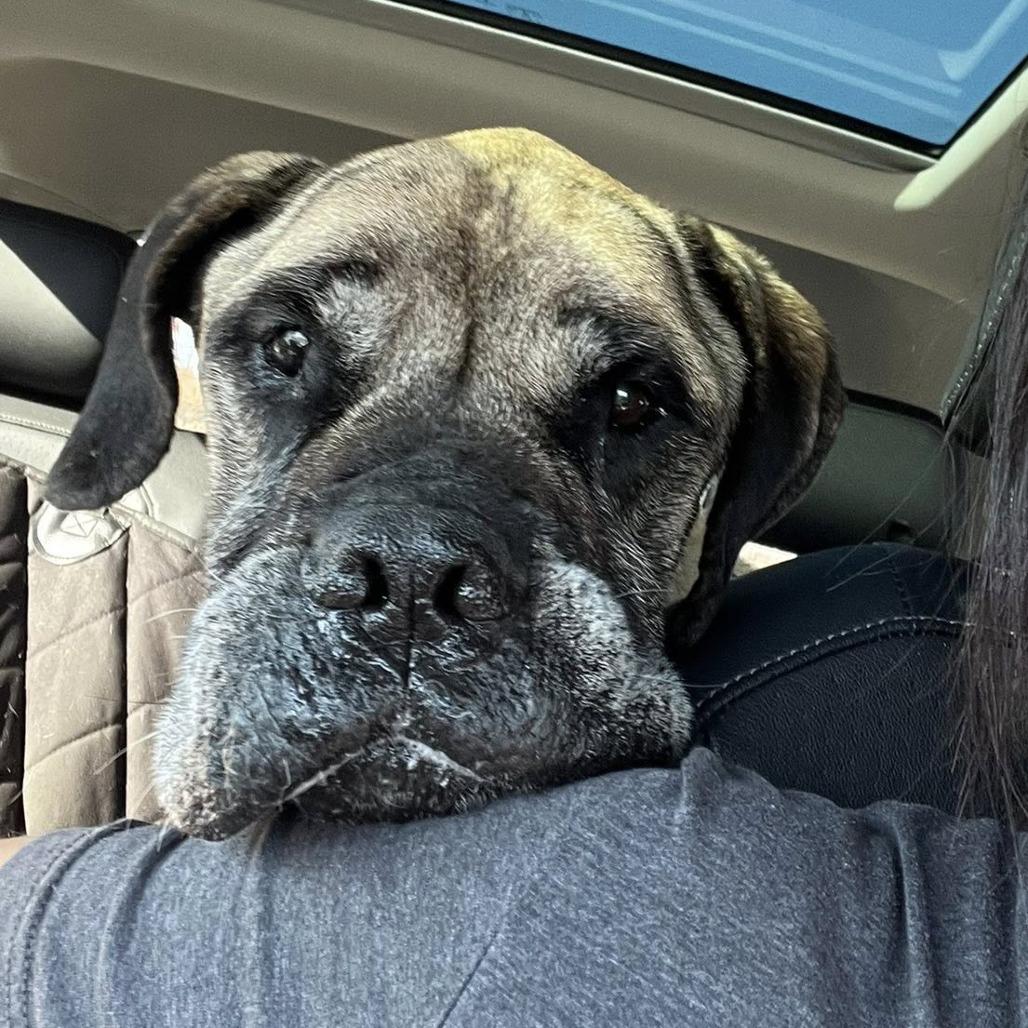 Enlarge Mildred, a Adoptable Mastiff in Wichita, KS image 4/4