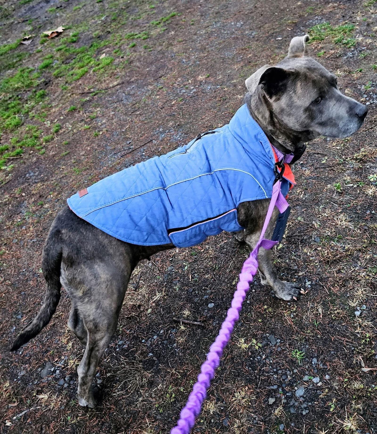 Nala (5 yo, 60lbs), a Adopted Terrier in Hinton, WV image 1/3