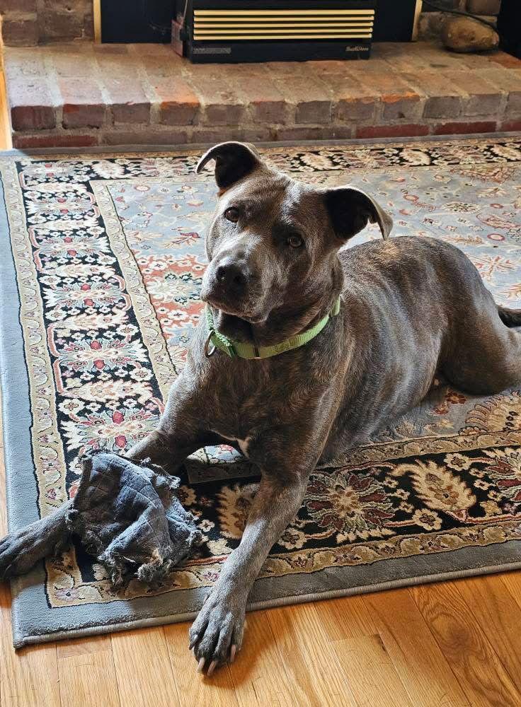 Nala (5 yo, 60lbs), a Adopted Terrier in Hinton, WV image 2/3