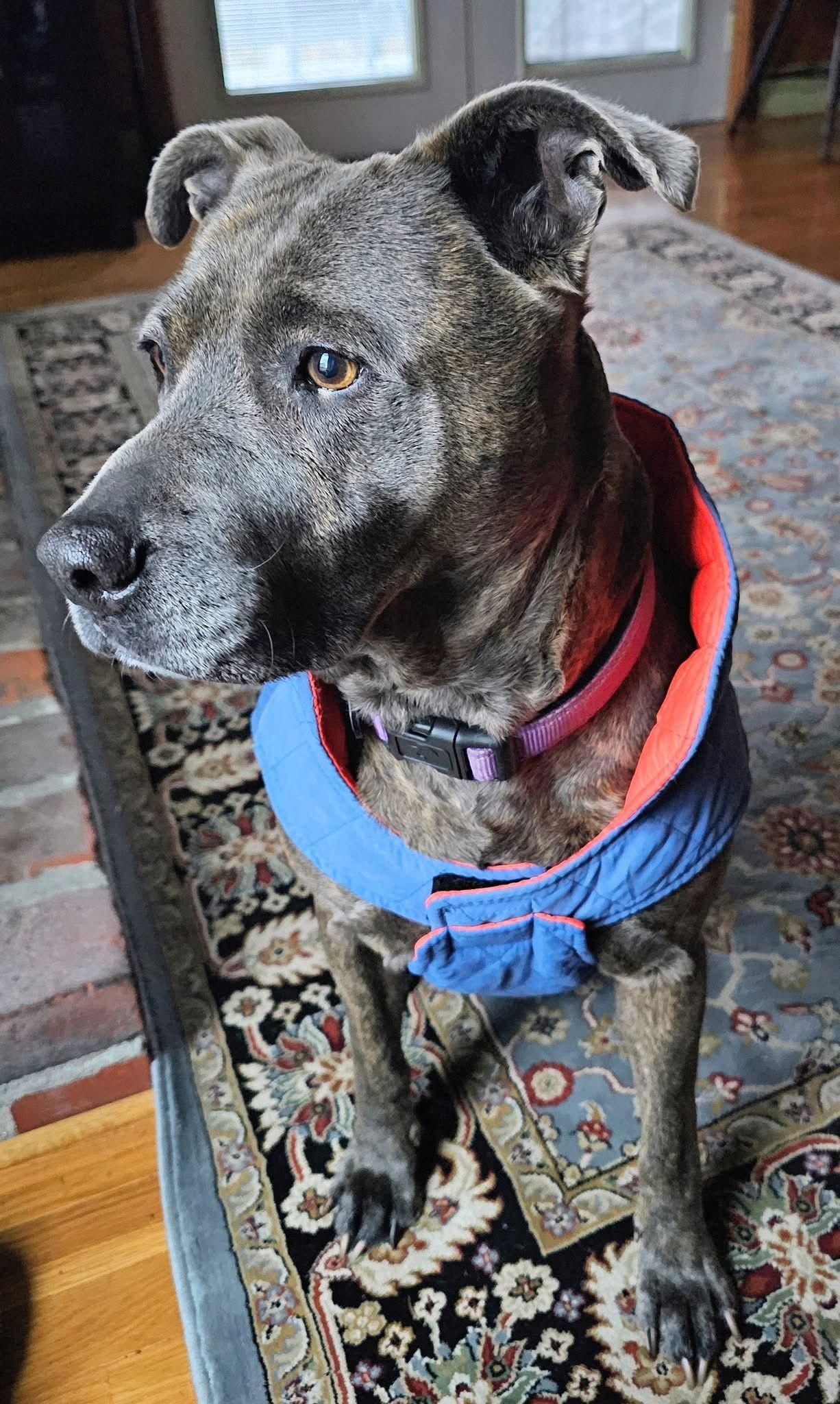 Nala (5 yo, 60lbs), a Adopted Terrier in Hinton, WV image 3/3