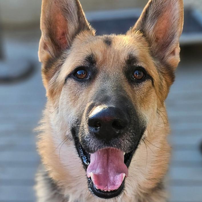 Gunner, Adoptable, Adult Male German Shepherd Dog.