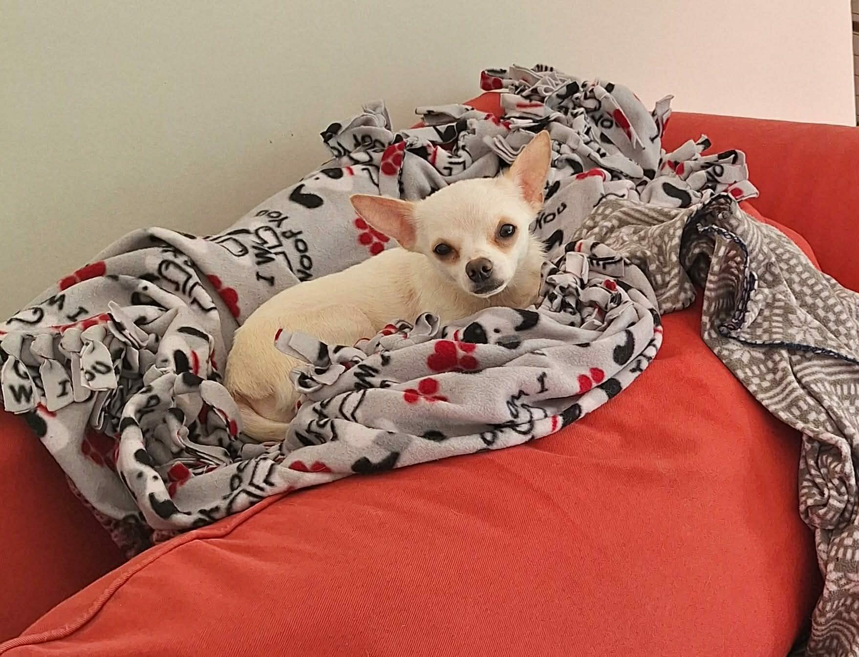 Enlarge Edward, a Adoptable Chihuahua in Louisville, KY image 1/3